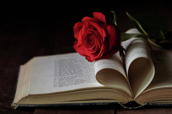 Rose Art Print featuring the photograph For the Love of Reading by Holly Ross