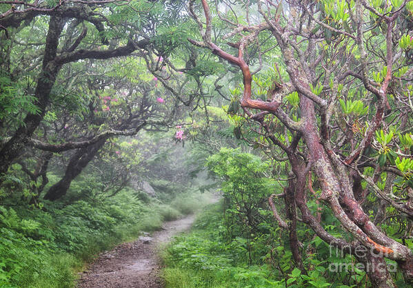 Craggy Gardens Art Print featuring the photograph Forest Fantasy by Blaine Owens
