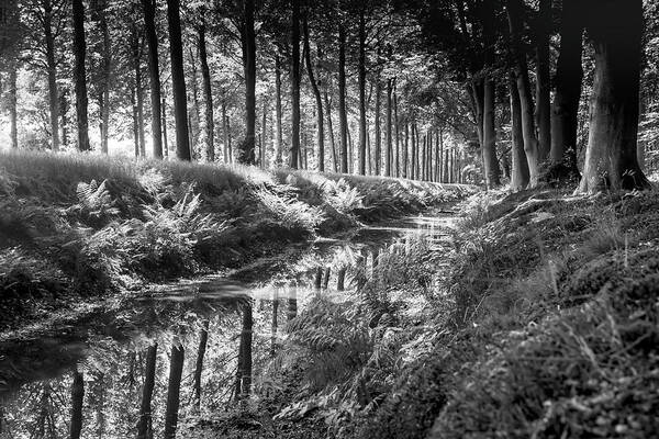 Black&white Art Print featuring the photograph Forest by MPhotographer