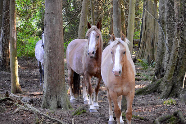 Belgian Horse Art Print featuring the photograph Forest Ponies by Listen To Your Horse