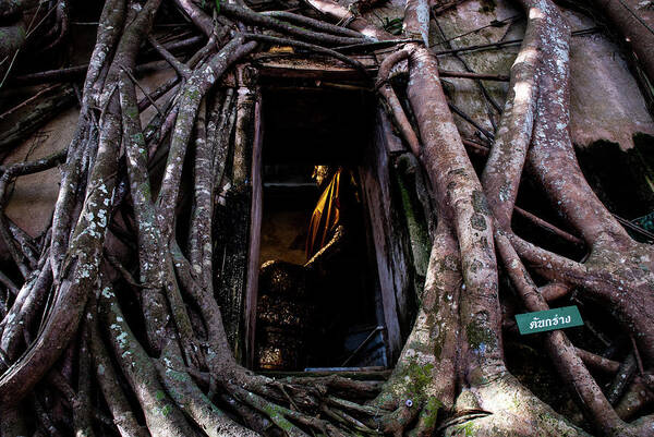 Banyan Art Print featuring the photograph Forgotten Temple - Wat Ban Kung, Thailand by Earth And Spirit