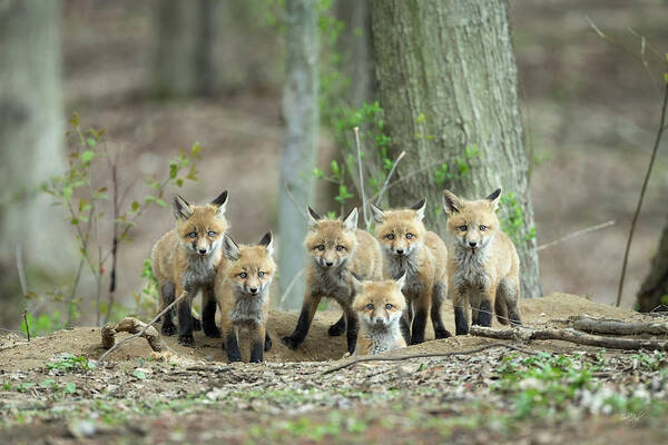Fox Art Print featuring the photograph Fox Family Portrait by Everet Regal