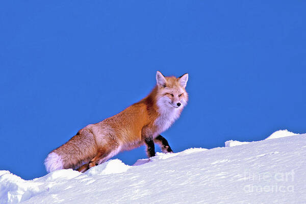 Fox Art Print featuring the photograph Fox In Snow by Gary Beeler