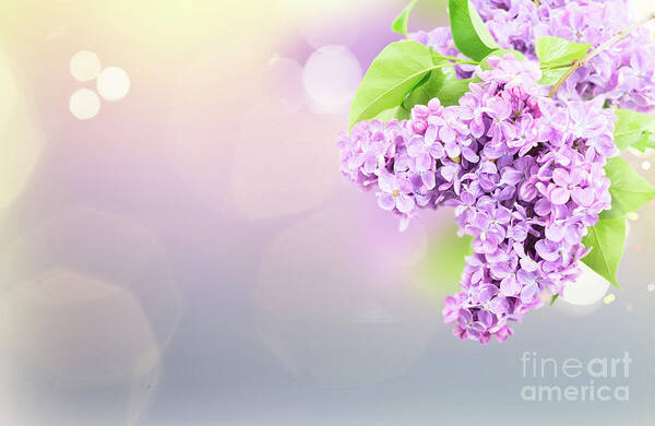 Lilac Art Print featuring the photograph Fragile Lilac by Anastasy Yarmolovich