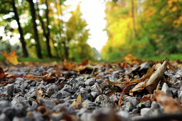 Autumn Art Print featuring the photograph Freak of nature in czech road in forest by Vaclav Sonnek
