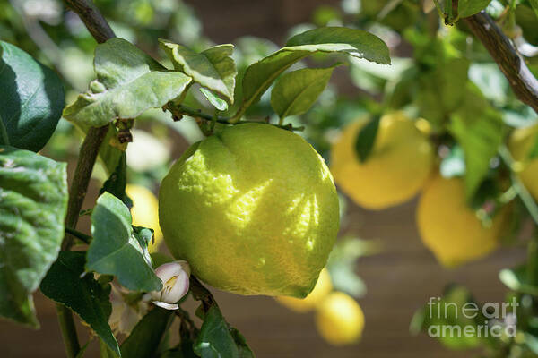 Lemon Tree Art Print featuring the photograph Fresh Lemon, Lovely Lemon Tree And Flowers In Spring by Adriana Mueller