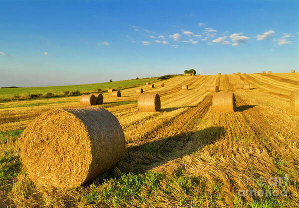 Field Art Print featuring the photograph Freshly harvested straw bales  by Neale And Judith Clark