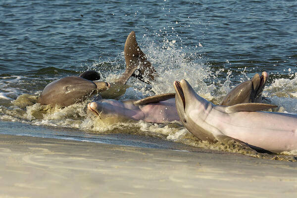 Dolphin Art Print featuring the photograph Frolicking by Patricia Schaefer