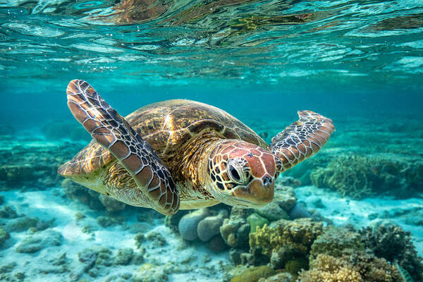 Underwater Art Print featuring the photograph Front view of a green sea turtle swimming towards the camera as it glides underwater over the great barrier reef. by Diane Keough