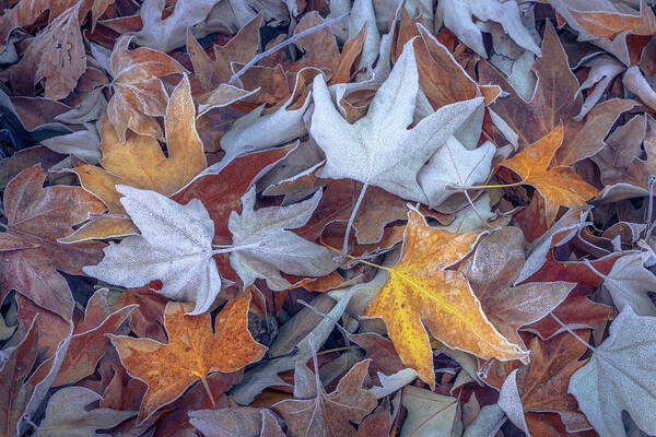 Sycamore Art Print featuring the photograph Frosted Sycamore Leaves by Alexander Kunz