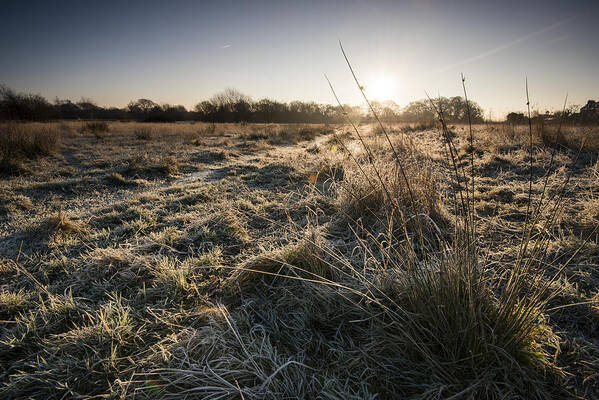 Grass Art Print featuring the photograph Frosty landscape by Ray Wise