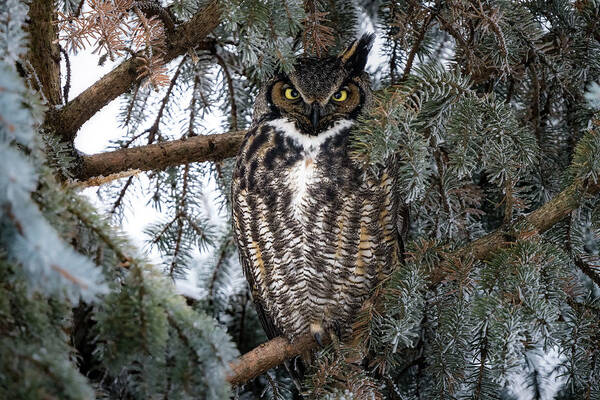 Great Horned Owl Art Print featuring the photograph Frosty Pines by James Overesch