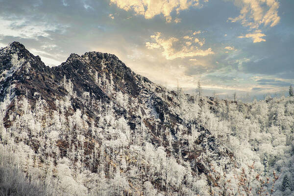 Great Smoky Mountains National Park Art Print featuring the photograph Frozen by Stacy Abbott
