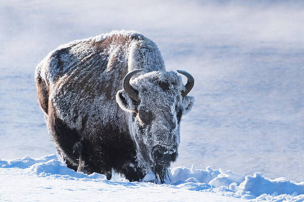 Bison Art Print featuring the photograph Frozen Bison by Linda Villers