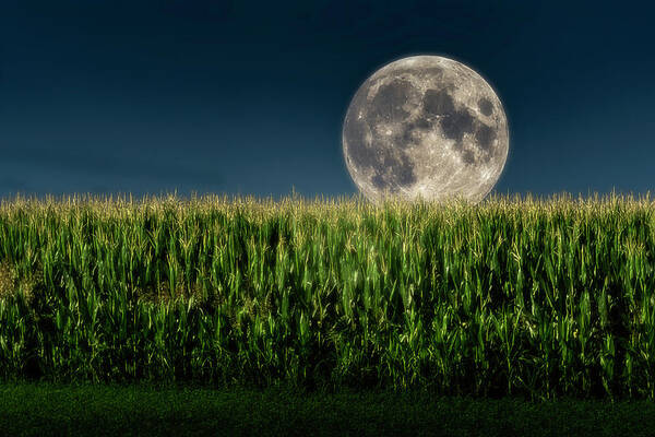Full Moon Art Print featuring the photograph Full Moon over cornfield by Wolfgang Stocker