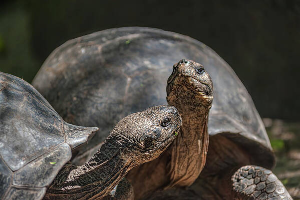 Giant Tortoises Art Print featuring the photograph Galapagos giant tortoises by Henri Leduc