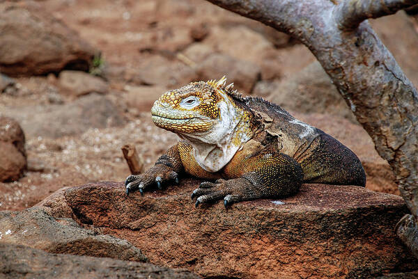 Animals In The Wild Art Print featuring the photograph Galapagos land iguana by Henri Leduc