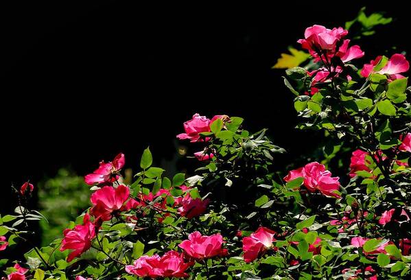 Roses Art Print featuring the photograph Garden Roses in Spring by Linda Stern