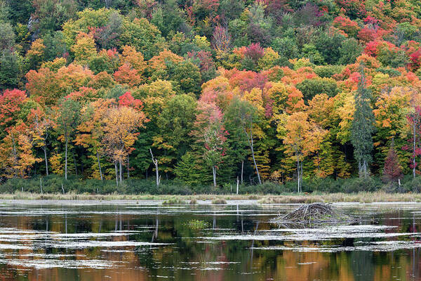Autumn Art Print featuring the photograph Gatineau Park Beaver Lodge by Michael Russell