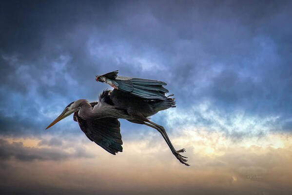 Blueheron Art Print featuring the photograph GBH Sky Dance by Bill Posner