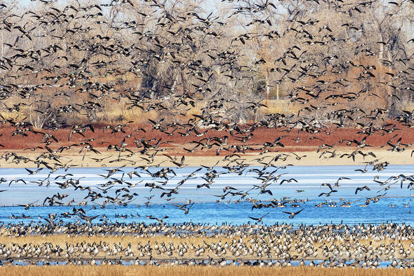 Geese Art Print featuring the photograph Geese at Barr Lake by Steven Krull