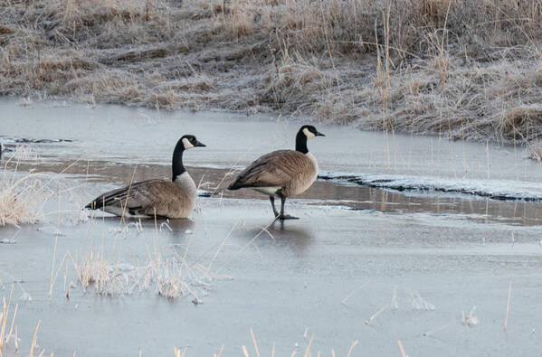 Geese Art Print featuring the photograph Geese On Ice by Phil And Karen Rispin
