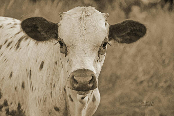 Texas Longhorn Calf Picture Art Print featuring the photograph Georgie the longhorn calf in Sepia by Cathy Valle
