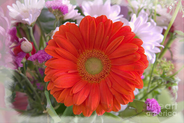 Flowers Art Print featuring the photograph Gerbera Daisy Closeup by Kae Cheatham