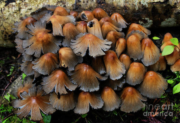 Mushrooms Art Print featuring the photograph Gettin' Down With The Mushrooms 2 by Bob Christopher