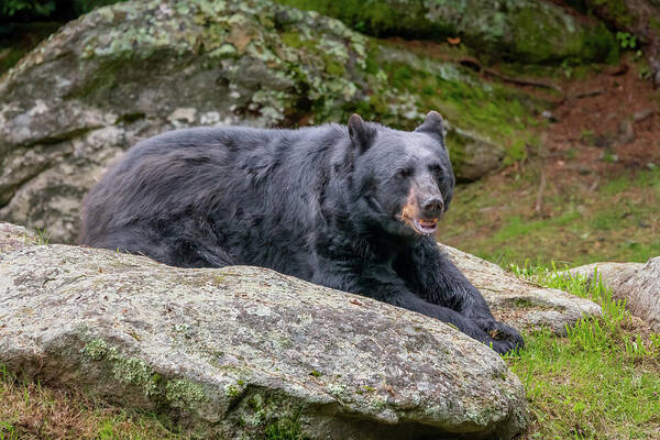 Bear Art Print featuring the photograph GFM Bear-1 by John Kirkland