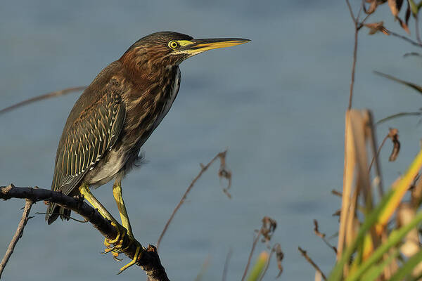 Green Heron Art Print featuring the photograph GH Perched 2 by RD Allen