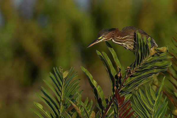 Green Heron Art Print featuring the photograph GH Perched Peering Down by RD Allen