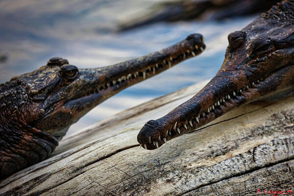 Gharial Art Print featuring the photograph Gharials Chilling by Rene Vasquez