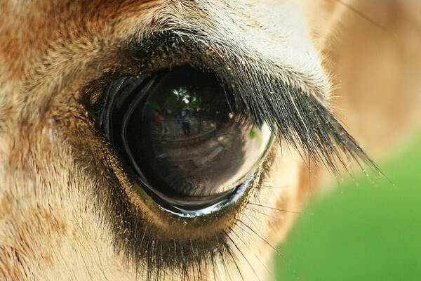 Giraffe Art Print featuring the photograph Giraffe Eye by Yuri Peress