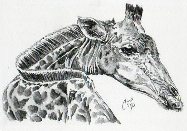 Giraffe Art Print featuring the drawing Giraffe by Shawn Conn