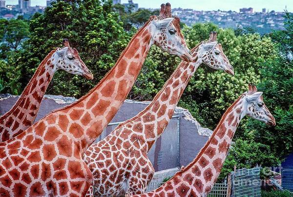 Giraffe Art Print featuring the photograph Giraffes by Fran Woods