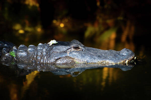 Alligator Art Print featuring the photograph Glamour Gator by Mark Andrew Thomas