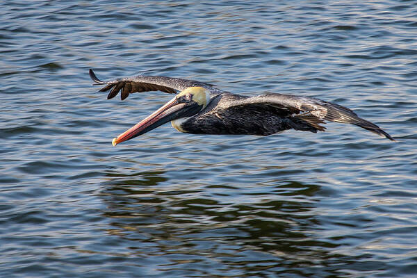 Pelican Art Print featuring the photograph Glider by Gerri Bigler