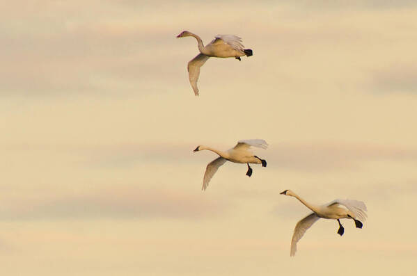 Tundra Swans Art Print featuring the photograph Gliding Among the Pastel Clouds by Beth Venner