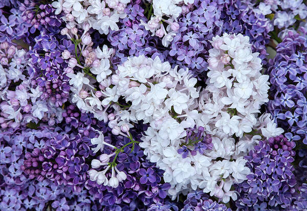 Face Mask Art Print featuring the photograph Glorious Lilacs by Theresa Tahara