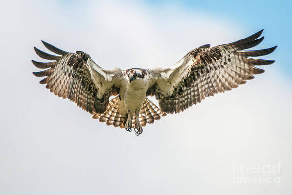Osprey Art Print featuring the photograph Going Fishing by Craig Leaper