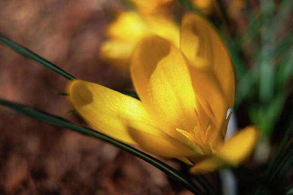 Yellow Art Print featuring the photograph Golden Crocus by Denise Kopko