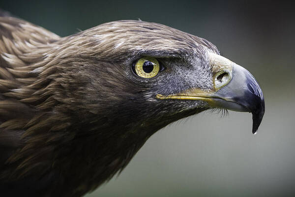 Animal Art Print featuring the photograph Golden eagle by Raúl Barrero photography