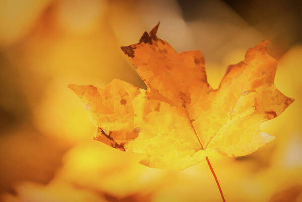 Changing Leaves Art Print featuring the photograph Golden by Linda Shannon Morgan