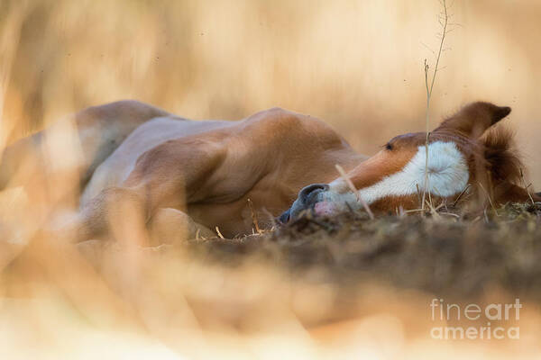 Cute Foal Art Print featuring the photograph Golden Nap by Shannon Hastings