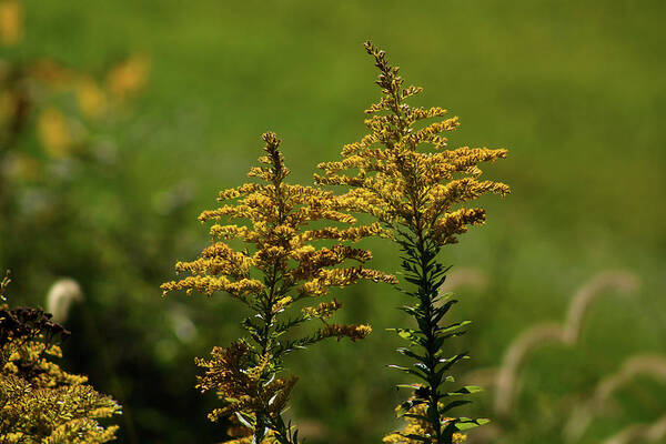 Goldenrod Art Print featuring the photograph Goldenrod in the Meadow by Christopher Reed
