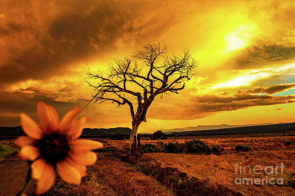 Taos Art Print featuring the photograph Gorgeous Sunset and sunflower with the Taos Welcome Tree by Elijah Rael