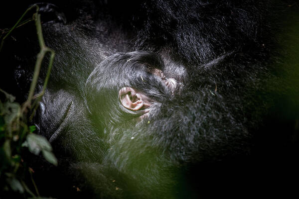 Mountain Gorilla Art Print featuring the photograph Gorilla Mother and Baby by Kate Malone