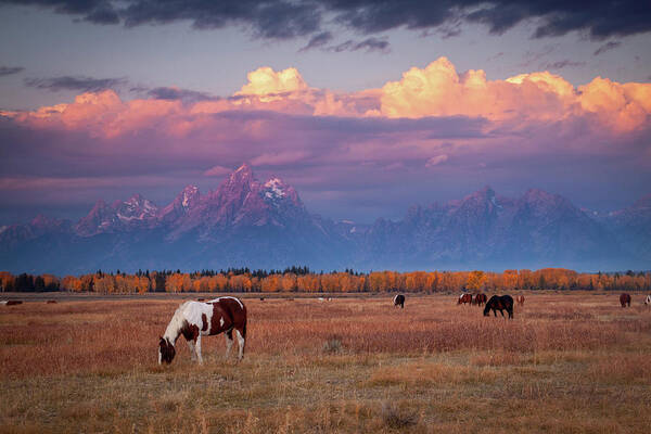 Grand Tetons Art Print featuring the photograph Grand Teton Pasture by Wesley Aston