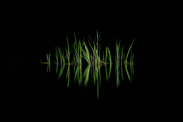 Grass Art Print featuring the photograph Grass along the rivers edge simple design by Dan Friend